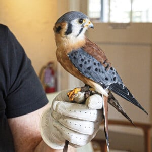 Aud Cbop American Kestrel 240313 0678 Photo Sydney Walsh