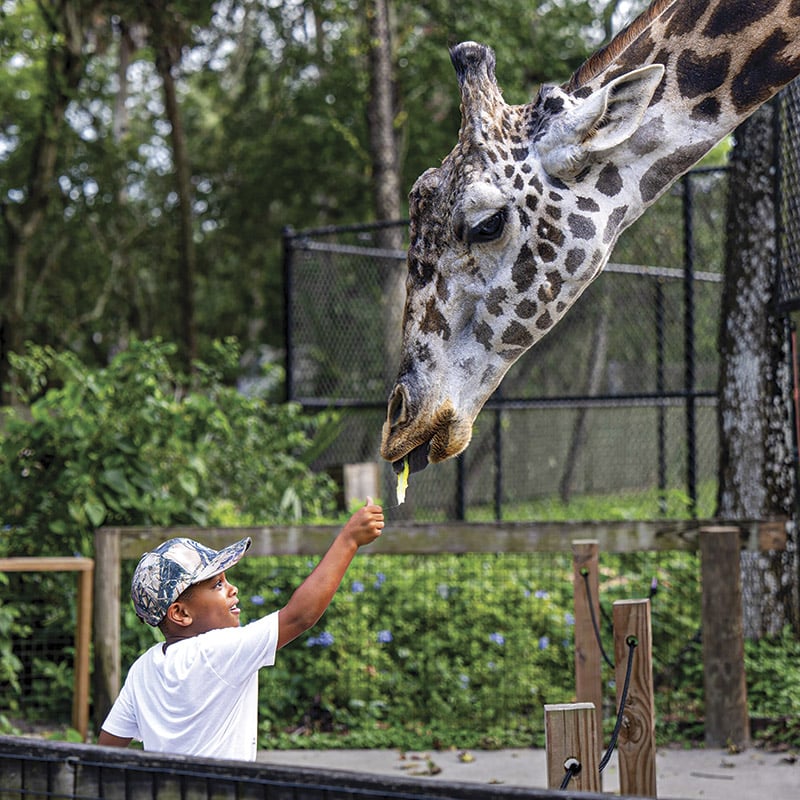 Giraffe Feeding 1 300