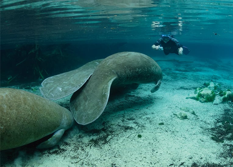 Manatees And Manatee Tours Courtesy Of Discovercrystalriverflcom 5