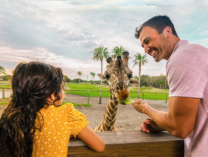 Wild Florida Edited Safari Giraffe Encounter